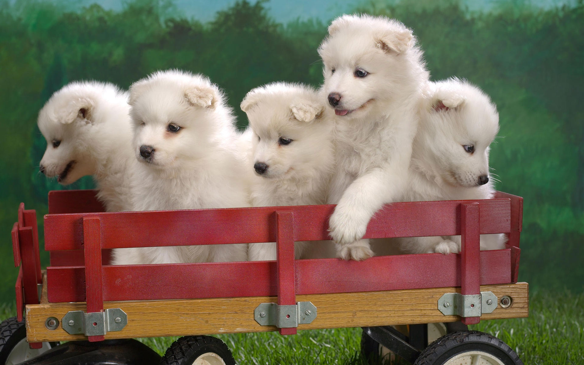 Wagonload of Samoyed Puppies142112293 - Wagonload of Samoyed Puppies - Wagonload, Samoyed, Puppies, Papillon
